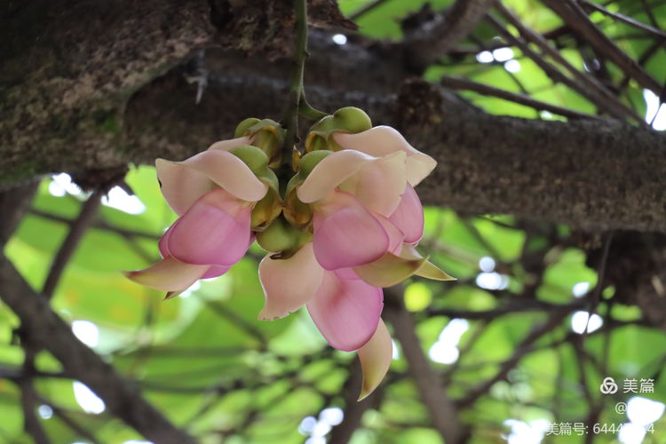 國務(wù)院同意在廣州設(shè)立華南國家植物園